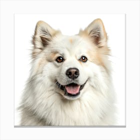 Finnish Lapphund Dog Portrait Stampe su tela