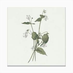 Flowering Plant Canvas Print