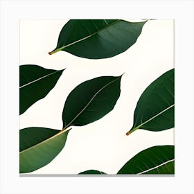 Green Leaves On A White Background Canvas Print