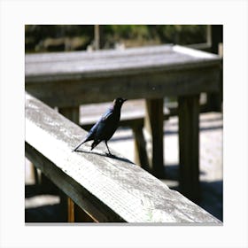 Bird Canvas Print