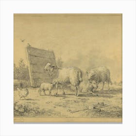 Sheeps 1 2 Canvas Print