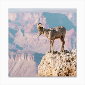 Arizona Bighorn Sheep Canvas Print
