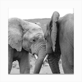 Elephant Talk Canvas Print