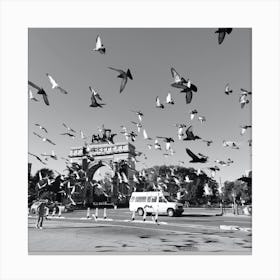 Pigeons Canvas Print