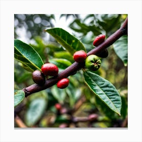 Coffee Berry Canvas Print