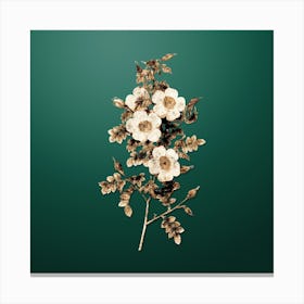 Gold Botanical Thornless Burnet Rose on Dark Spring Green Canvas Print