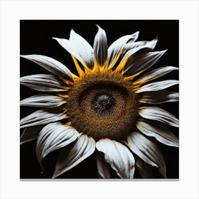 Eye Of The Sunflower, Black And White, Burst Of Color, Lighting Canvas Print