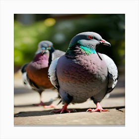 Pigeons 1 Canvas Print