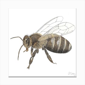 Bee insect Canvas Print