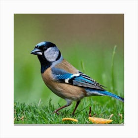 Tit on branch 4 Canvas Print