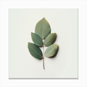 Eucalyptus Leaf 15 Canvas Print