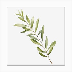Olive Branch Isolated On Black Canvas Print