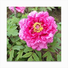 Peony in Japan 20 Canvas Print