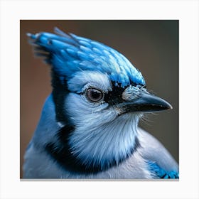 Blue Jay 1 Canvas Print