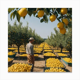Man In Lemon Orchard Canvas Print