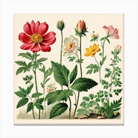 A Vintage Botanical Illustration Of Flowers And Plants art print 1 Canvas Print