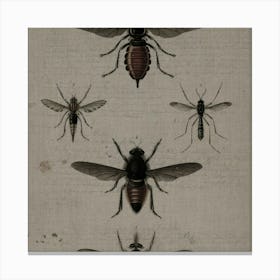 Flies Canvas Print