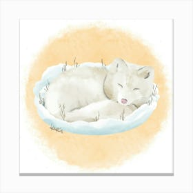 Arctic Fox/Renard des neiges Canvas Print