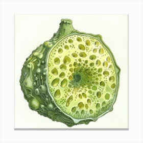 Green Fruit Canvas Print