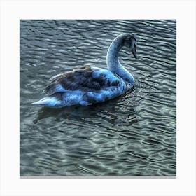 Swan In The Lake Canvas Print