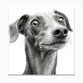 Greyhound 1 Canvas Print