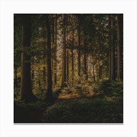 Forest In The Sun Canvas Print