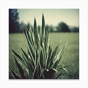 Plant In A Field Canvas Print