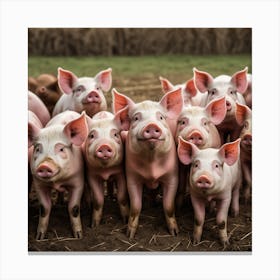 Pigs In A Field Canvas Print
