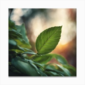 Green Leaf In The Sunlight Canvas Print