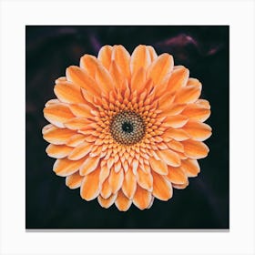 Gerbera Daisy Canvas Print