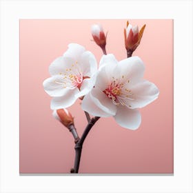 Blossoming Cherry Blossoms On Pink Background Canvas Print