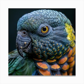 Parrot 3 Canvas Print