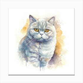 British Shorthair Persian Cat Portrait 3 Canvas Print