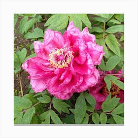 Pink Peony in Japan 4 Canvas Print