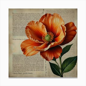 Orange Poppy 1 Canvas Print