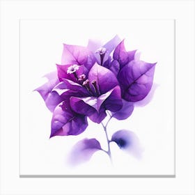 Purple Bougainvillea Canvas Print