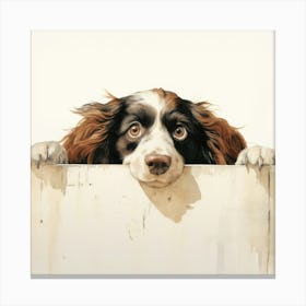 Spaniel Boykin 7 Canvas Print