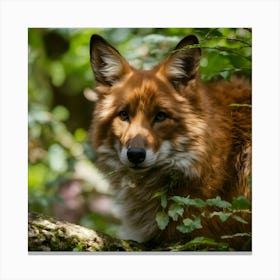 Red Fox Canvas Print