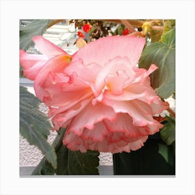 Pink Daffodil Canvas Print