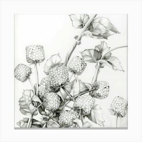 Blackberries Canvas Print