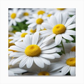 Close Up Of White Daisies Canvas Print