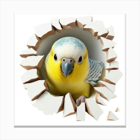 Yellow Budgie Canvas Print