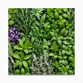 Herbs As A Background (12) Canvas Print