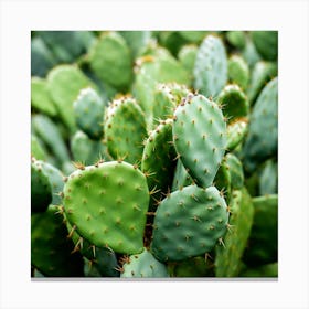 Cactus 1 Canvas Print