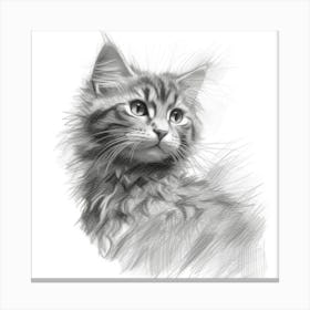 Pencil Drawing Of A Kitten Canvas Print