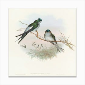 Swallows Canvas Print