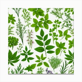 Herbs On White Background Canvas Print