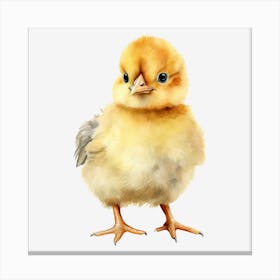 Chicken Canvas Print