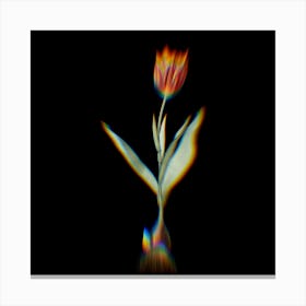 Prism Shift Tulip Botanical Illustration on Black n.0420 Canvas Print