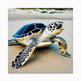 Turtle On The Beach Canvas Print